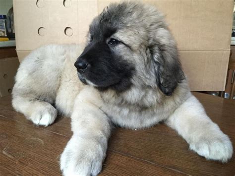25 cute Caucasian Shepherd Dog puppies for sale .